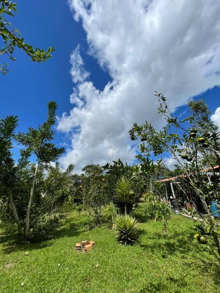 Quinta / casa de campo en Moyobamba, San Martín — foto 5