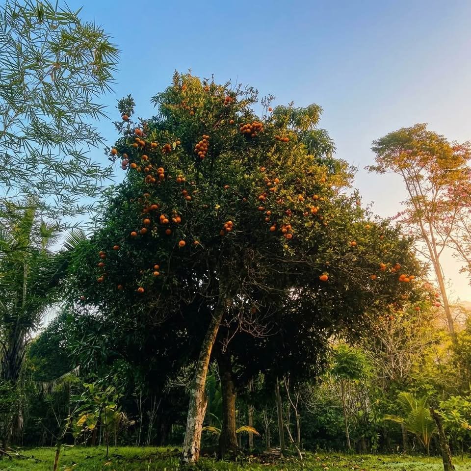 Chacra en La Banda de Shilcayo, San Martín — foto 5