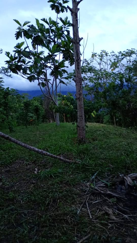 Chacra en La Banda de Shilcayo, San Martín — foto 3