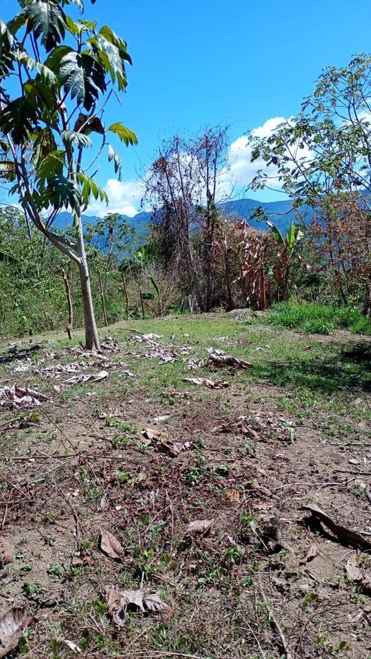 Chacra en La Banda de Shilcayo, San Martín — foto 4