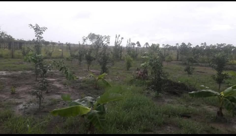 Chacra en Campoverde, Ucayali — foto 2