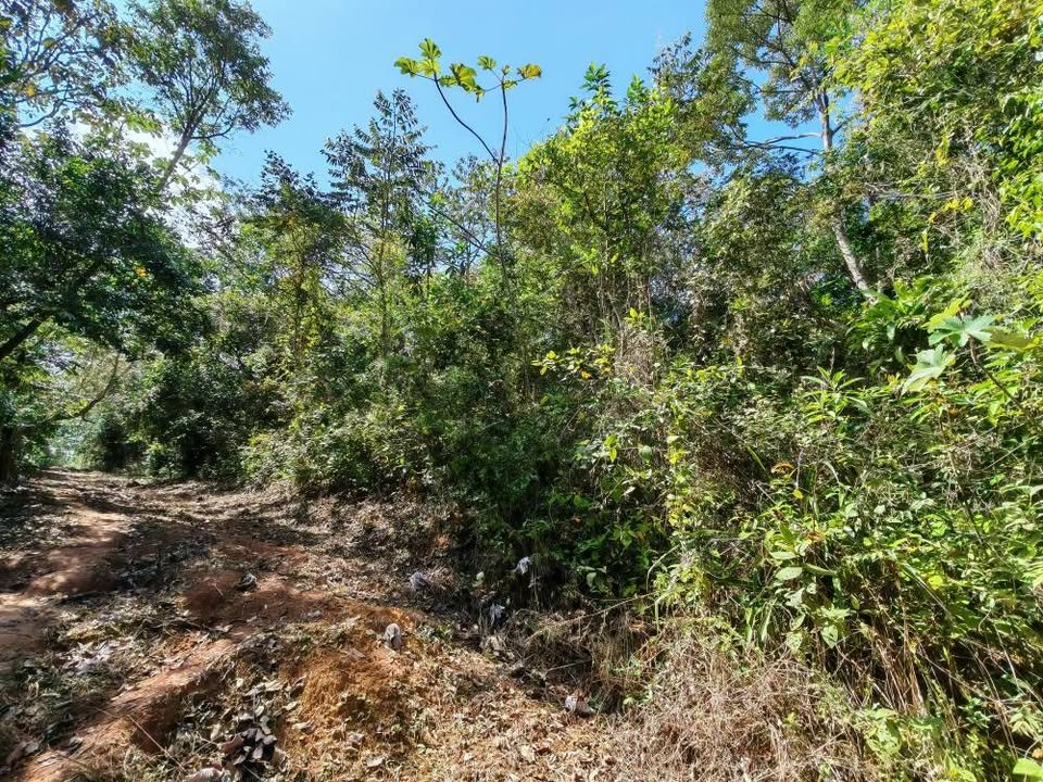 Chacra en Lamas, San Martín — foto 6