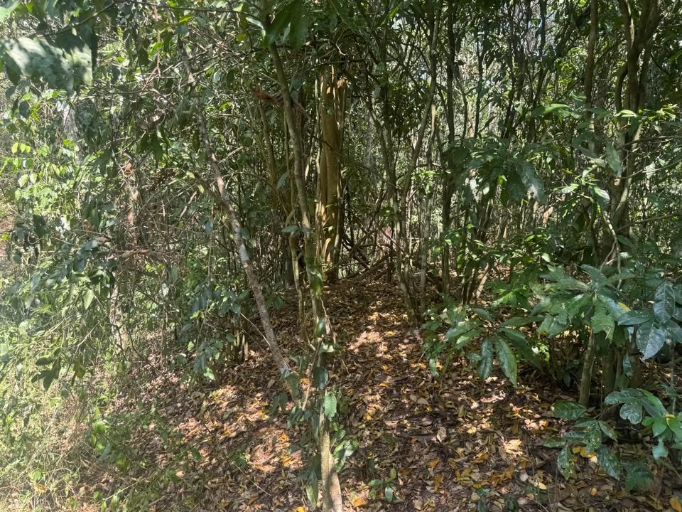 Chacra en Tarapoto, San Martín — foto 3
