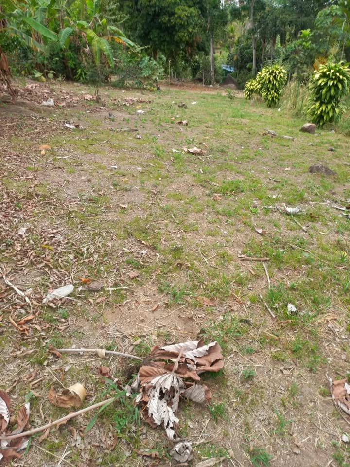 Lote en Cacatachi, San Martín — foto 3