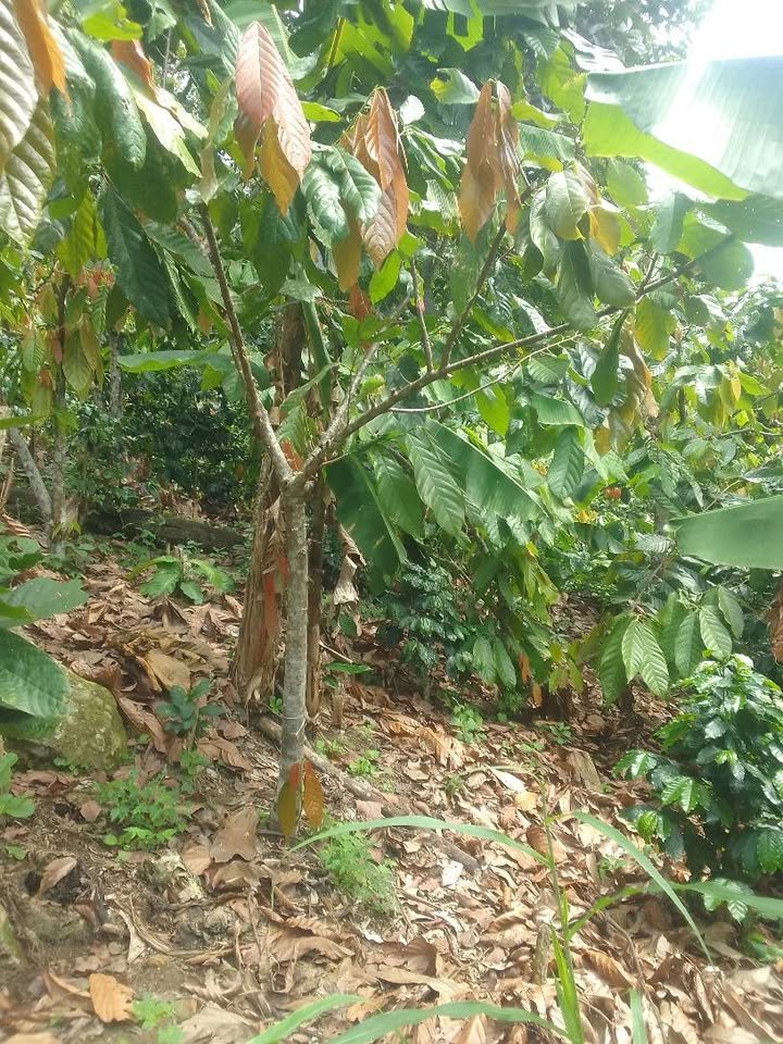 Chacra en Moyobamba, San Martín — foto 4
