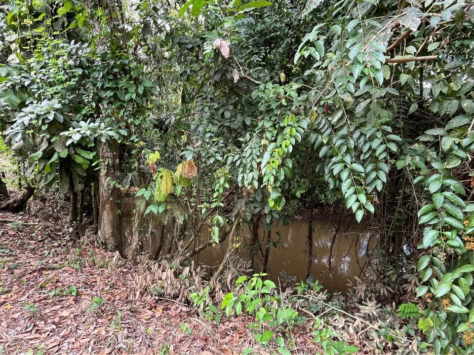 Terreno en Yurimaguas, Loreto — foto 5