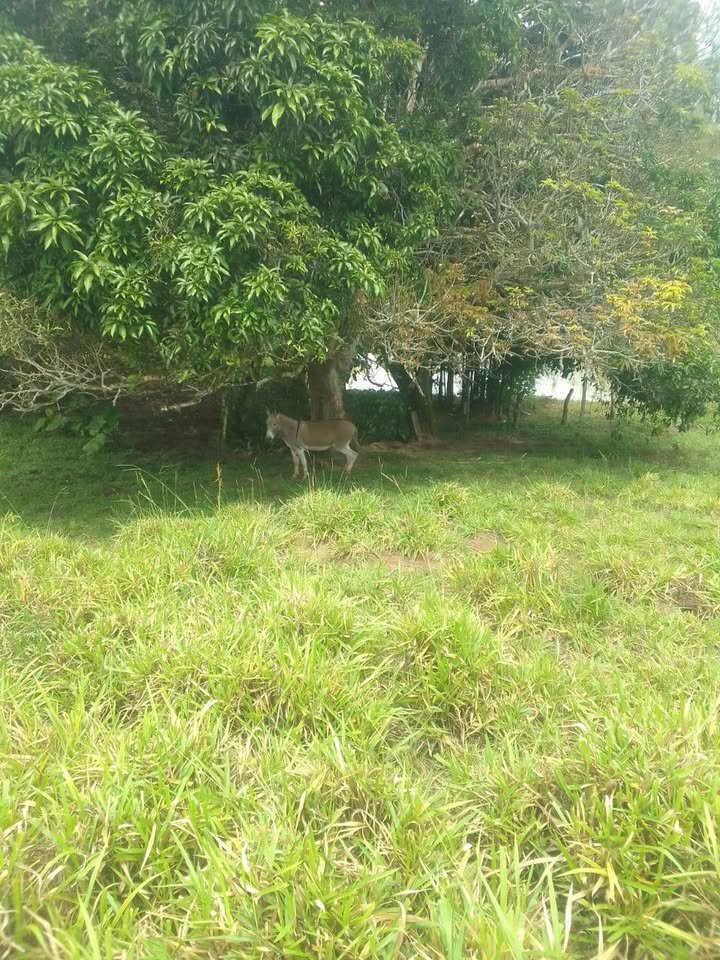 Finca / fundo en Moyobamba, San Martín — foto 4