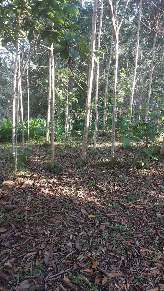 Chacra en Moyobamba, San Martín — foto 3