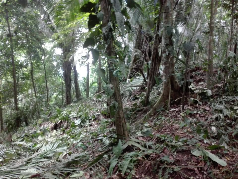 Chacra en Chazuta, San Martín — foto 2