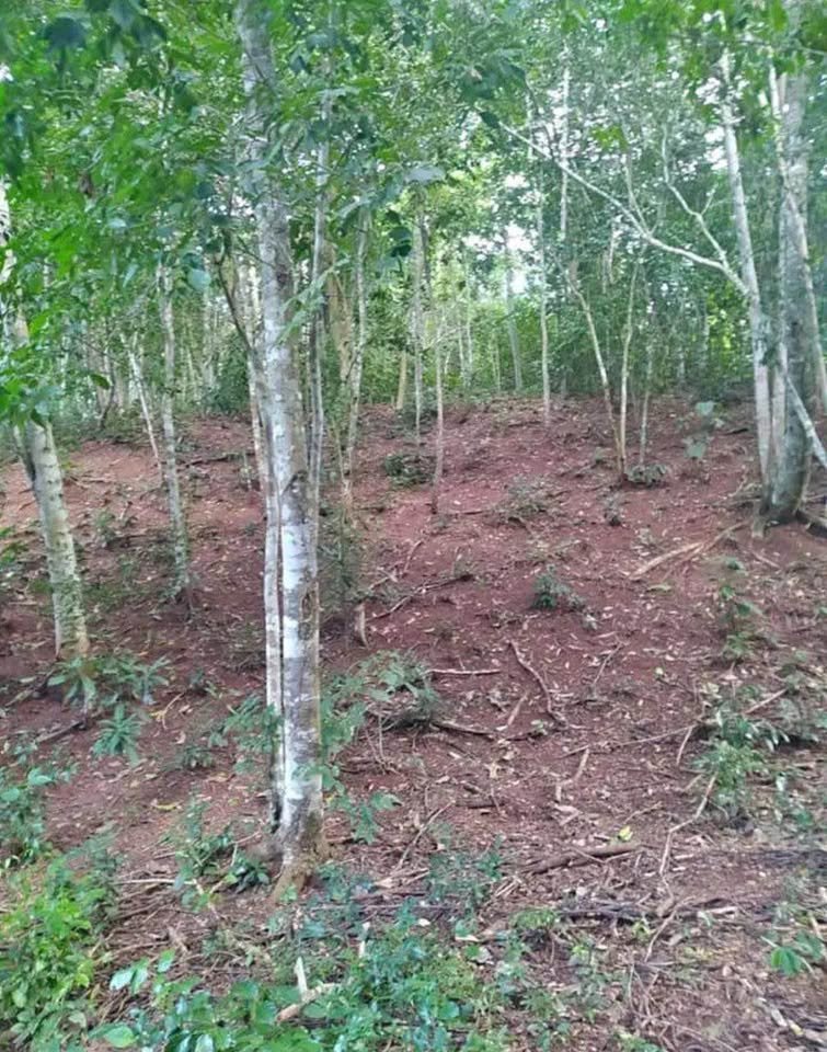 Chacra en Morales, San Martín — foto 3