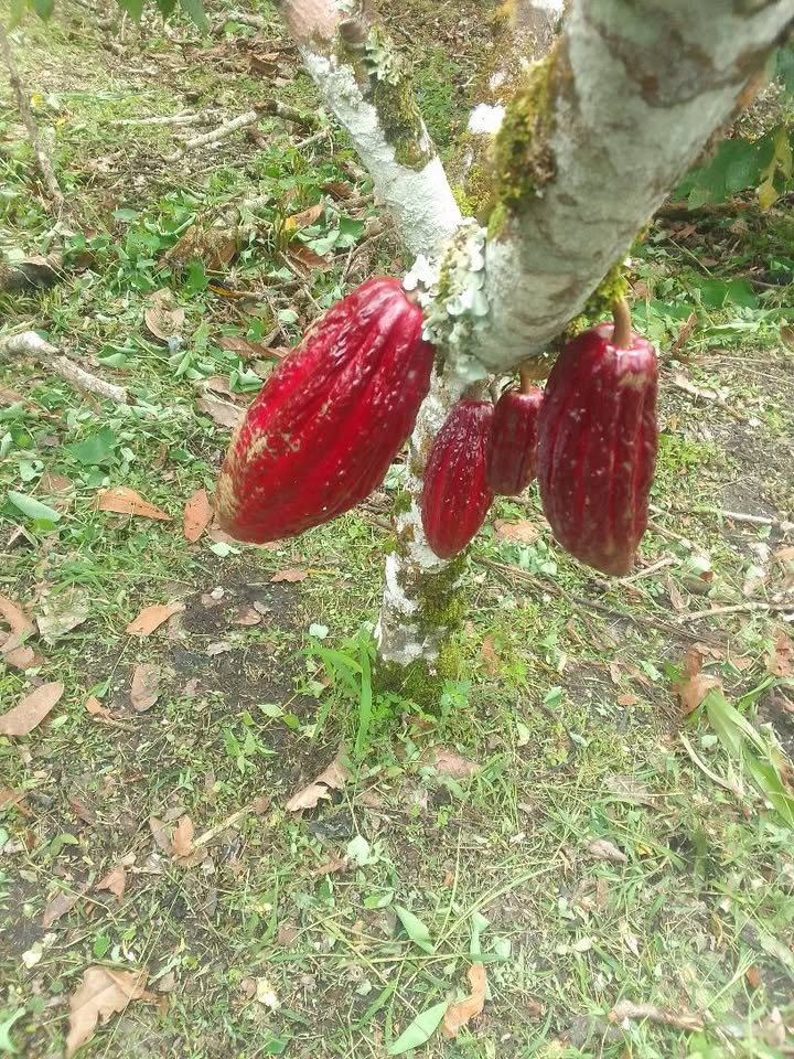 Finca / fundo en Moyobamba, San Martín — foto 3