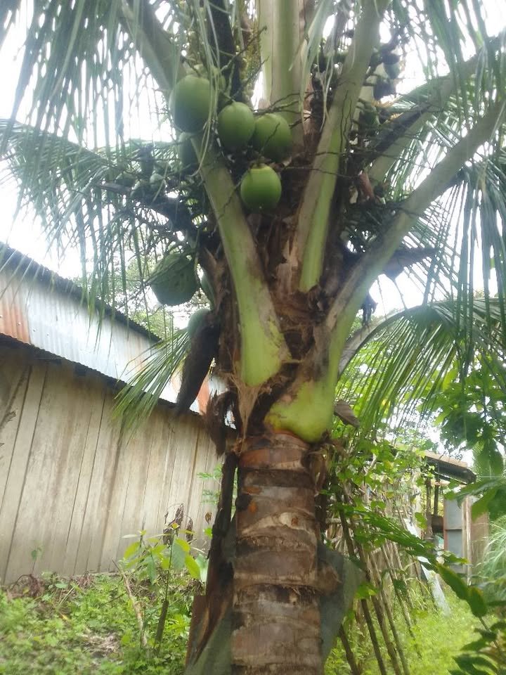 Finca / fundo en Moyobamba, San Martín — foto 4