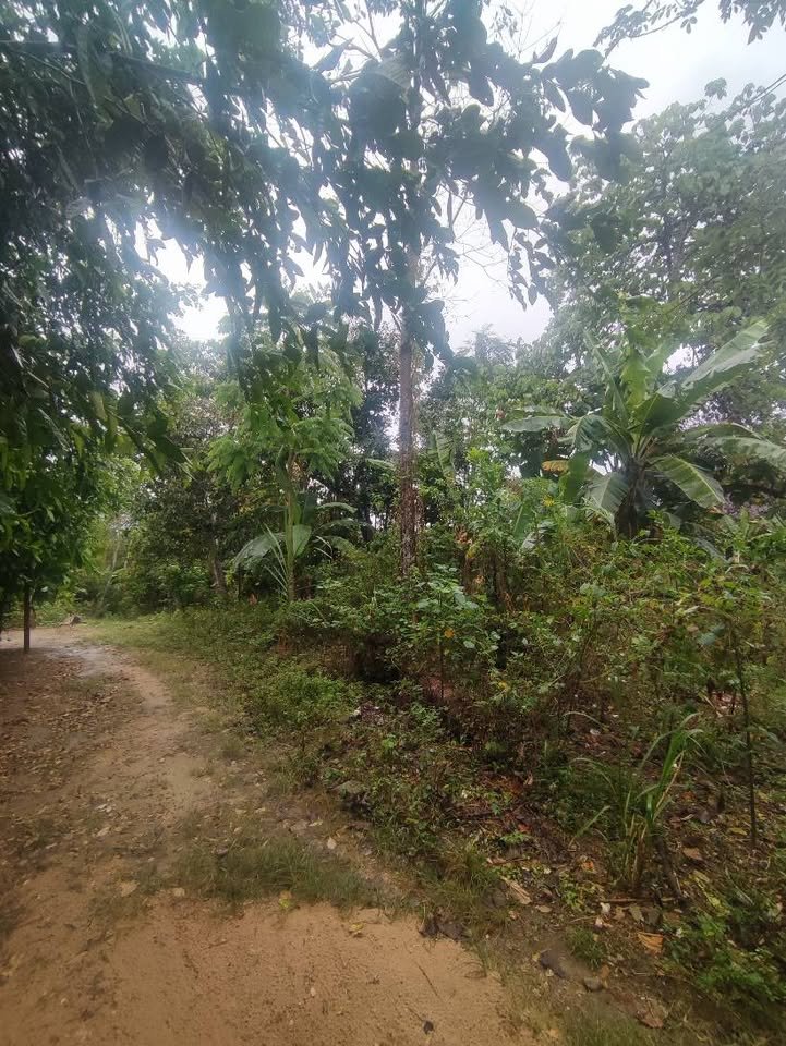 Terreno en Lamas, San Martín — foto 5
