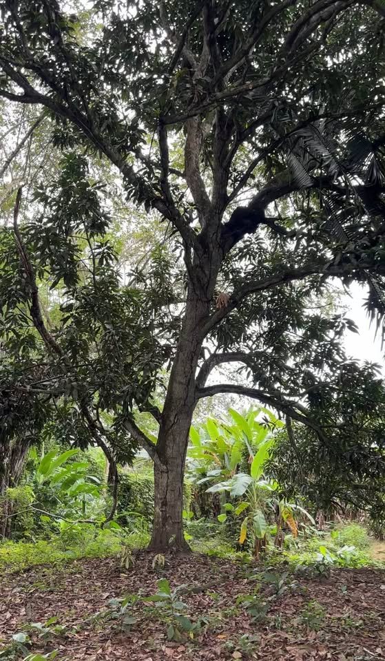 Chacra en Tarapoto, San Martín — foto 4