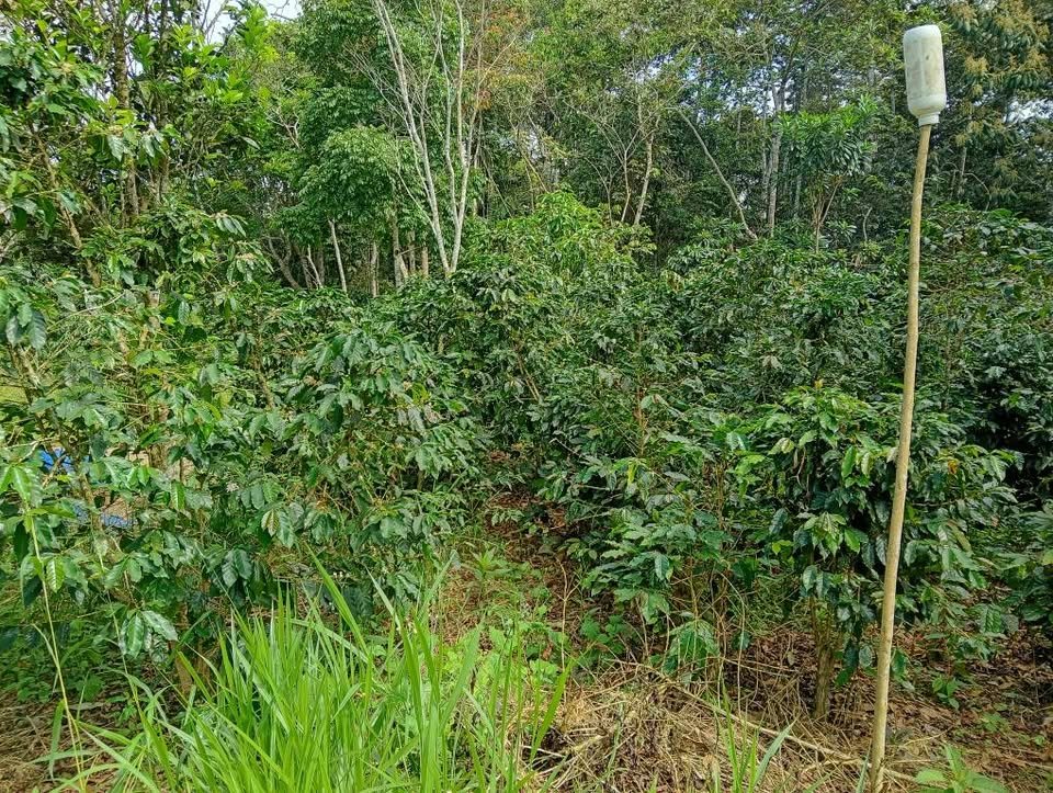 Chacra en Moyobamba, San Martín — foto 3
