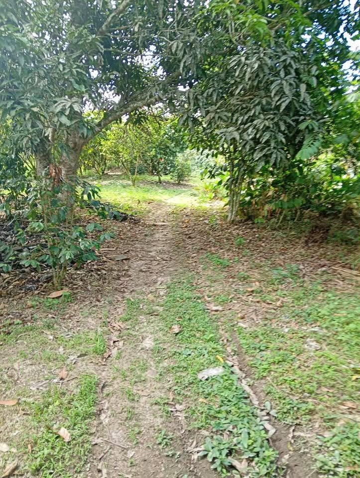 Chacra en Moyobamba, San Martín — foto 6