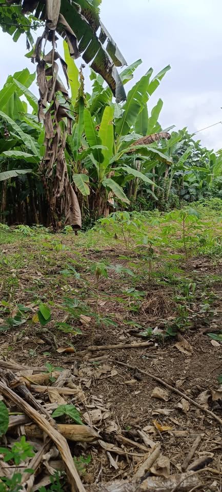 Lote en Rupa-Rupa, Huánuco — foto 6
