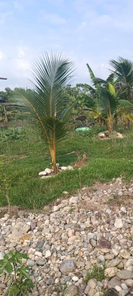 Terreno en Padre Abad, Ucayali — foto 2