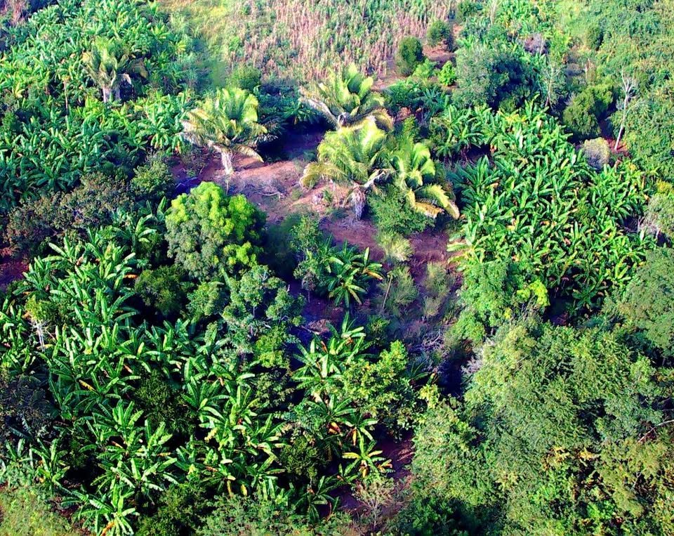 Chacra en Tarapoto, San Martín — foto 2
