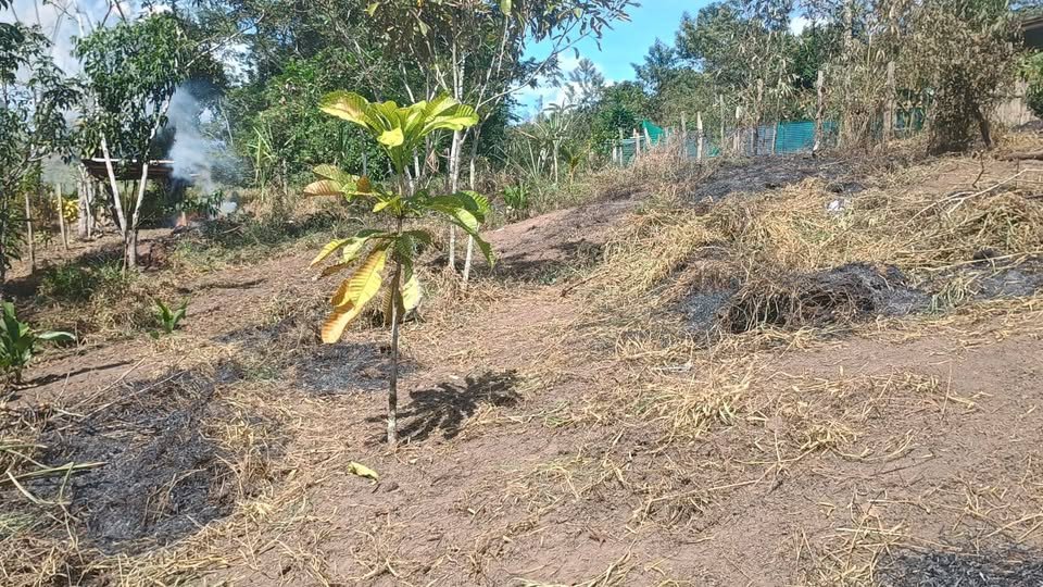 Lote en Moyobamba, San Martín — foto 6