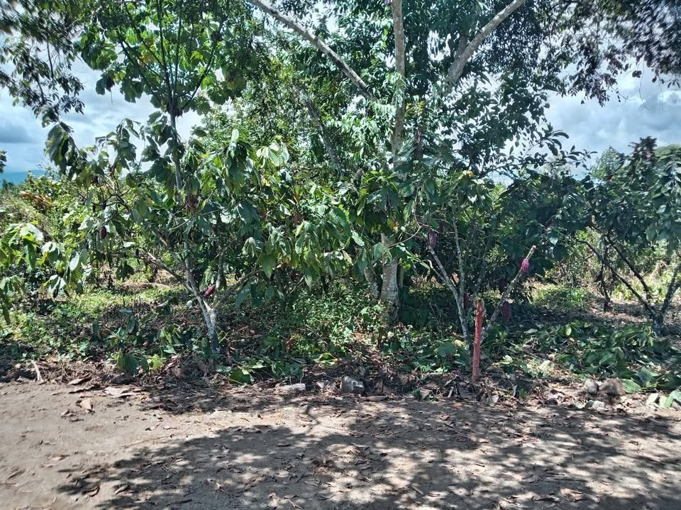 Chacra en Luyando, Huánuco — foto 3