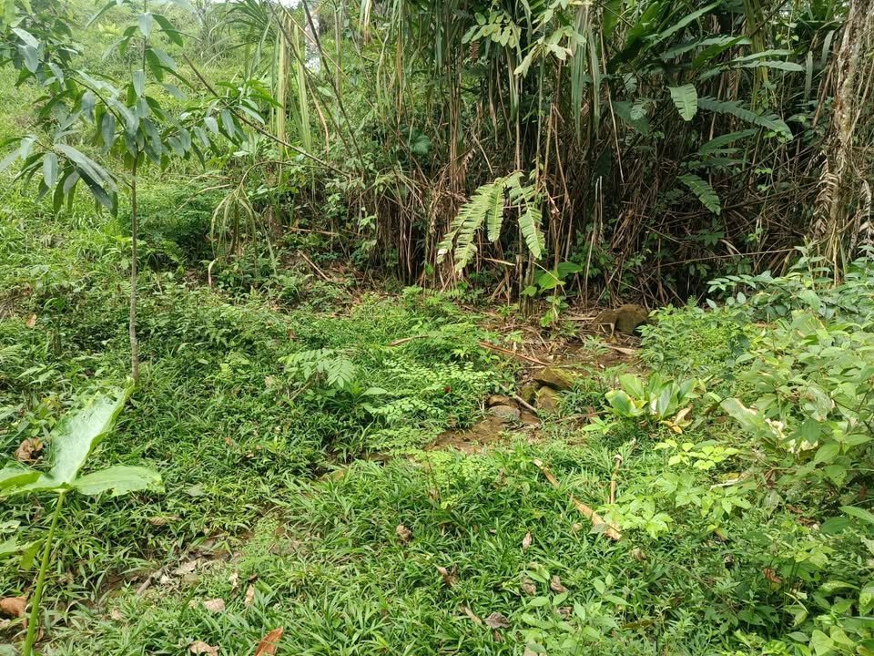 Terreno en Moyobamba, San Martín — foto 5