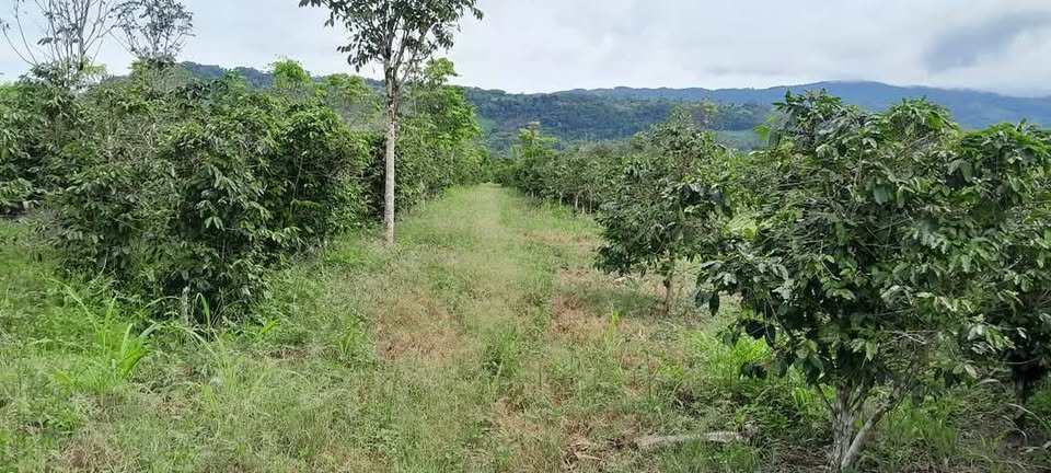 Terreno en Moyobamba, San Martín — foto 2