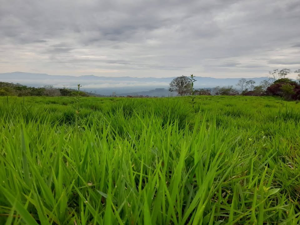 Finca / fundo en Moyobamba, San Martín — foto 2