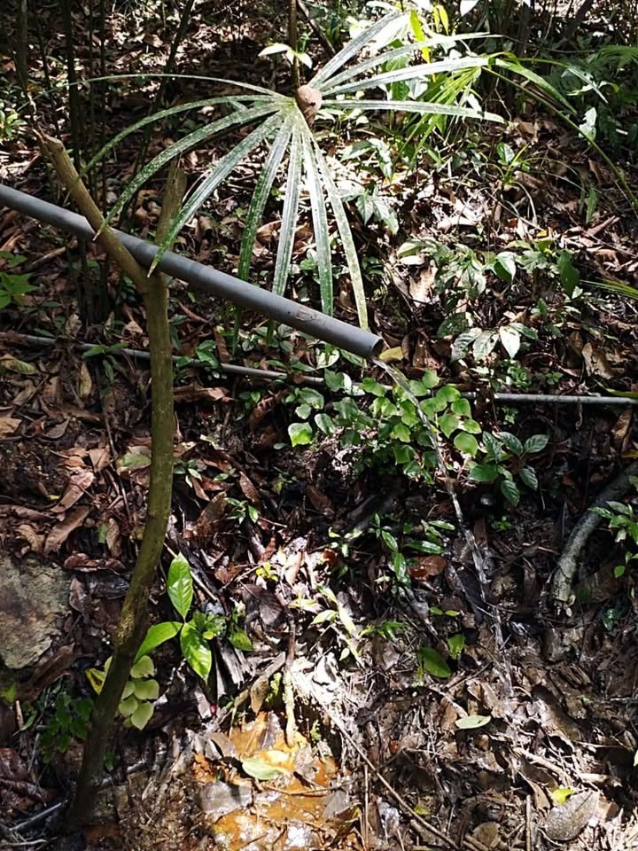 Terreno en Lamas, San Martín — foto 3